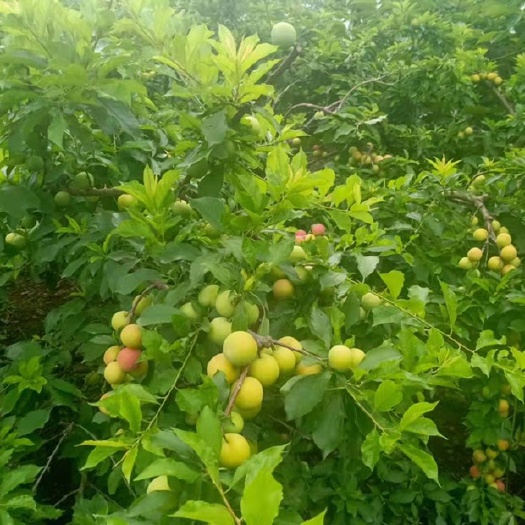 惠州青脆李 家在广西桂林一个小山村 一年四季靠种水果为生