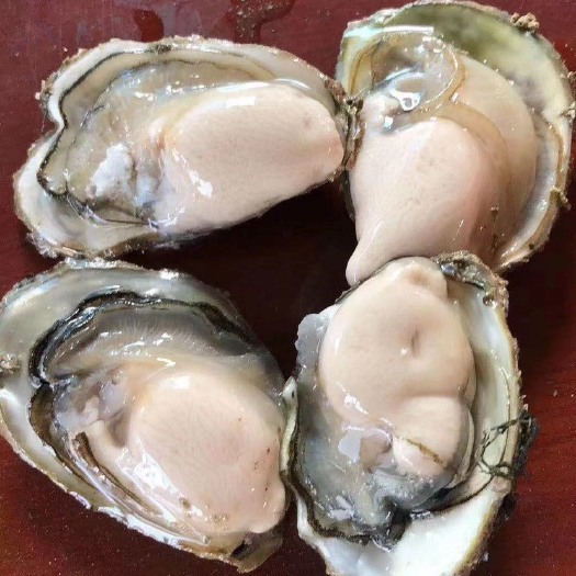衢州 生蚝牡蛎产地批发 一手货源 大中小蚝