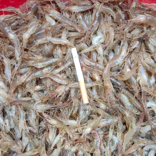 佛山草虾 青虾