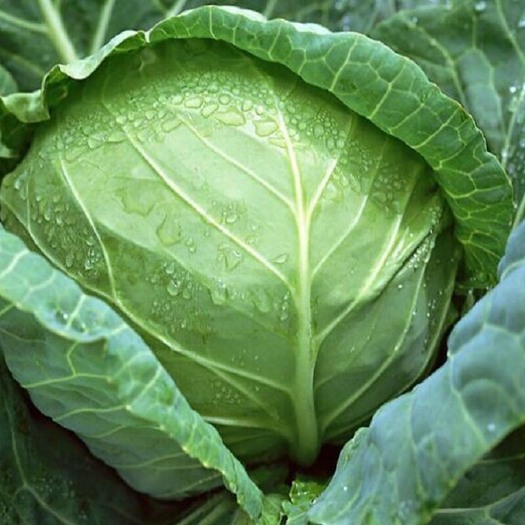 西安大量供应自家种植甘蓝圆包菜，货源充足质量保证……