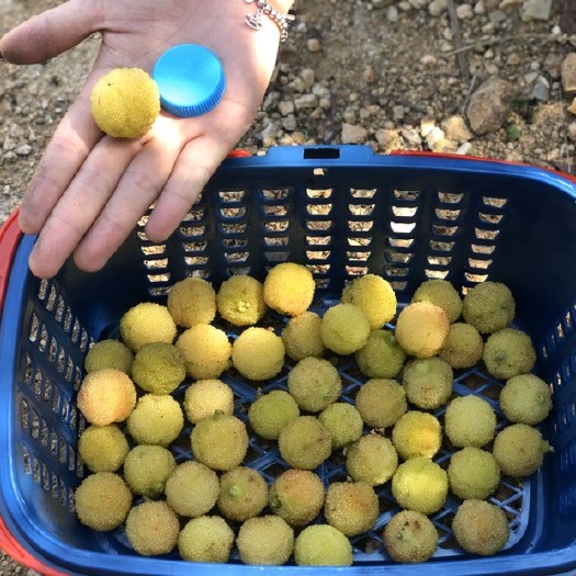 漳州 福建漳州 自有种植基地 高山种植坚持管理白杨梅大果一斤