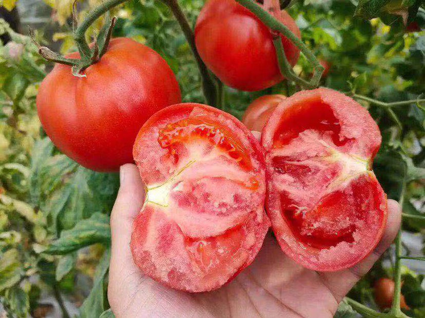 海阳市普罗旺斯西红柿  产地直发直供  海阳西红柿