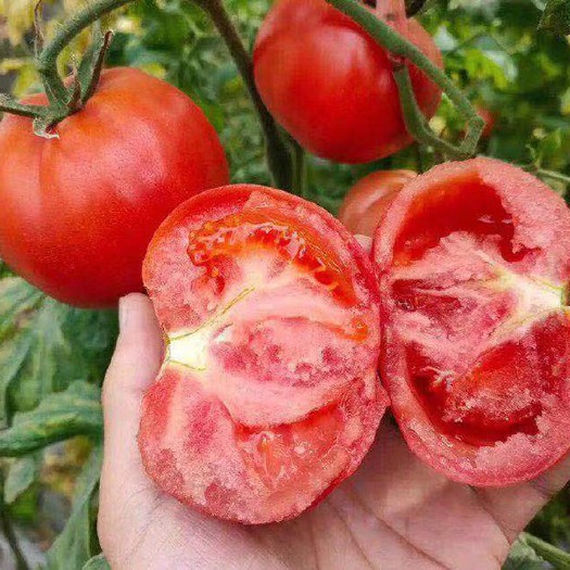 海阳市普罗旺斯西红柿  产地直发直供  西红柿