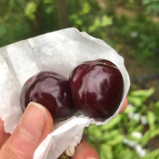 汉源县黑珍珠樱桃  黑珍珠