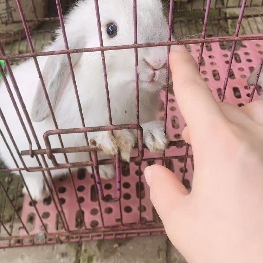 雄县垂耳兔