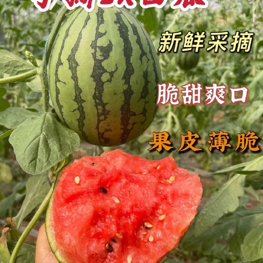 糖丸手撕西瓜 新鲜采摘 5-9斤小西瓜