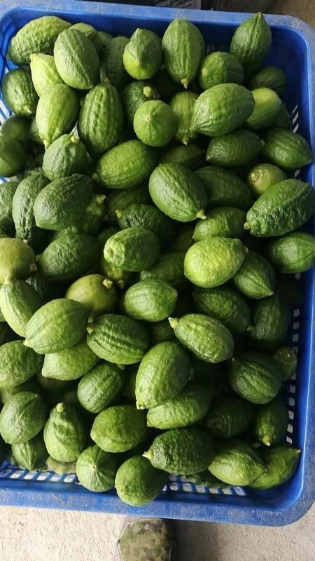 阳江香水柠檬  5月14号摘1000斤以上