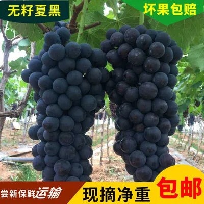 云南夏黑葡萄无籽黑蜜整串蓝莓葡萄非巨峰葡萄时令新鲜水果好剥皮