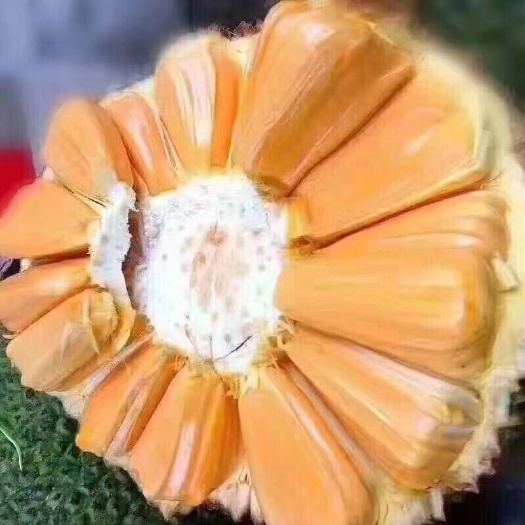 凭祥市 越南红肉菠萝蜜