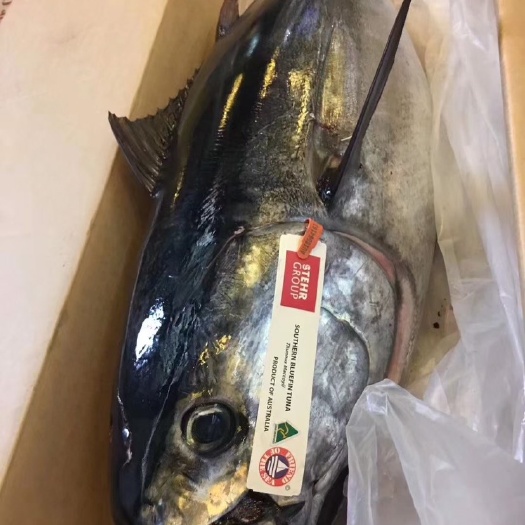 长沙正宗日本蓝鳍冰鲜金枪鱼整条，腹一番，超低温整套