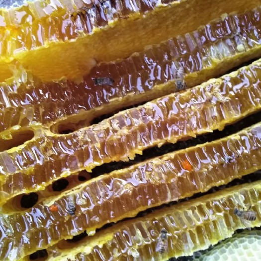 博罗县大山里的蜂巢蜜，花香浓郁，口感纯正，蜂巢蜜嚼着吃更香