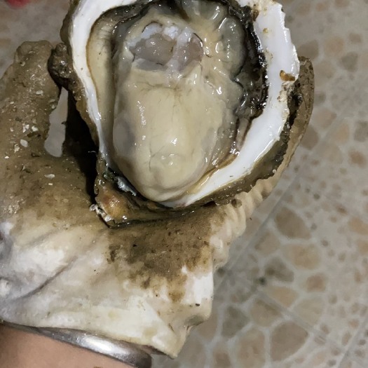 台山市牡蛎  海耗，黄耗每天大量供应