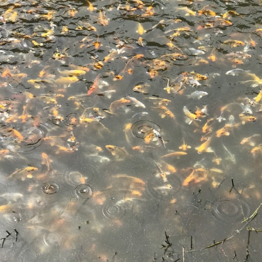 秋翠锦鲤 锦鲤辉龙，德系锦鲤