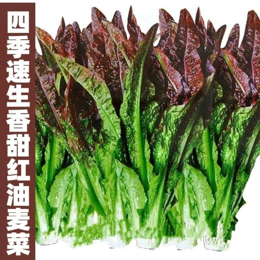 红色油麦菜种子耐热四季播菜子种子无斑油麦菜种子紫油麦蔬菜种子