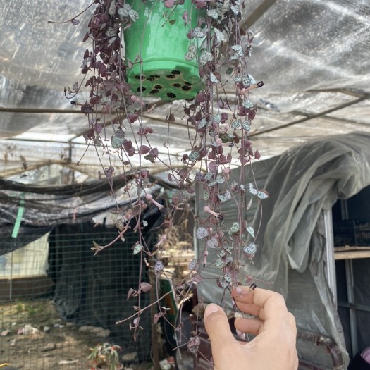 青州市爱之蔓，爱之曼，多肉植物爱之蔓，垂吊多肉爱之蔓，爱之蔓基地