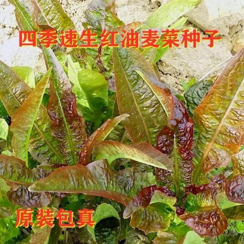 红色油麦菜种子耐热四季播菜子种子无斑油麦菜种子紫油麦蔬菜种子