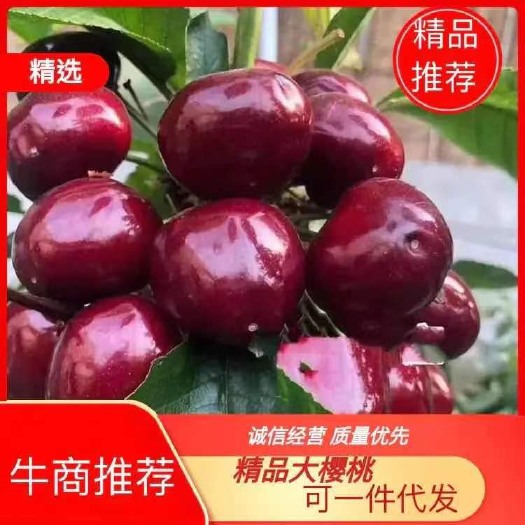 新泰市美早樱桃  山东大樱桃【一件代发】物流空运 全国无死角发货