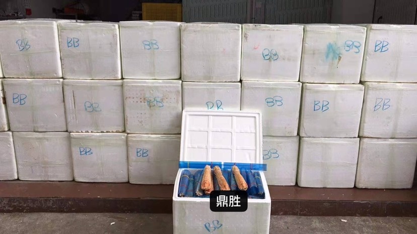 琼海市熟冻富贵虾 皮皮虾 赖尿虾 泰虾 满肉无空壳高品质