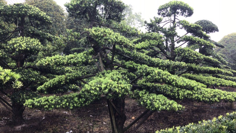 造型羅漢松，小片，長漂支，s彎型，