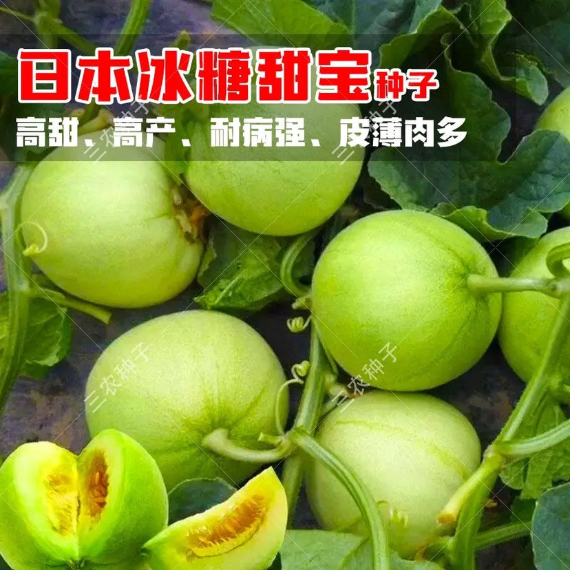 日本甜宝甜瓜种子薄皮香瓜种籽四季播种庭院盆栽农家瓜果蔬菜种