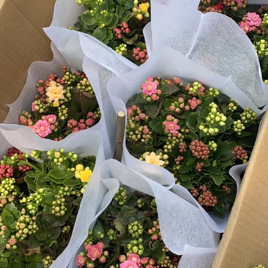 青州市长寿花盆栽  重瓣长寿花，一盆三色长寿花，一盆四色长寿花，长寿花种植基地