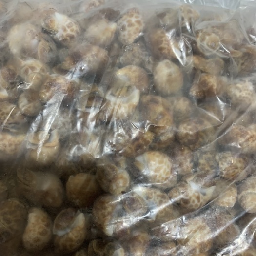 连云港花螺，长尾花螺，80-120规格，肉肥新鲜