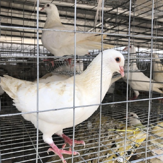 江门50天肉鸽  阳春自家养殖白鸽 中鸽