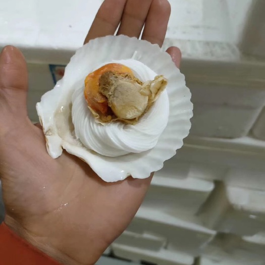 连云港海湾扇贝  扇贝粉丝，粉丝半壳扇贝，肉肥，新鲜粉丝扇贝