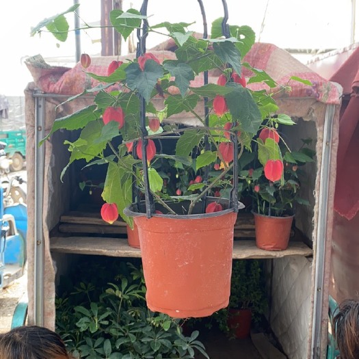 青州市灯笼花，风铃花，垂吊花卉灯笼花，垂吊花卉风铃花，灯笼花基地