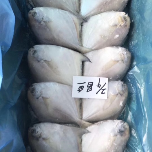 连云港工厂加工白鲳鱼，排箱白鲳鱼，大白鲳鱼
