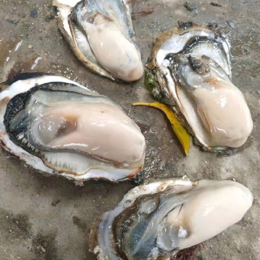 福建生蚝福建海蛎壳薄肉大肥美鲜嫩一手货源批发烧烤摊半壳生蚝