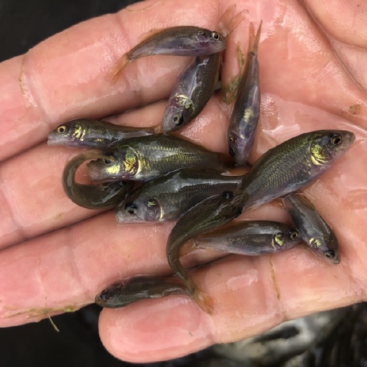 新田县鲤鱼苗  荷花鲤