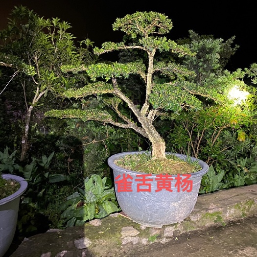 和平县 黄杨，雀舌黄杨，盆景