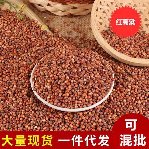临沂东北红高粱批发食品加工原料 米信鸽饲料五谷杂粮酿醋酿酒红高粱
