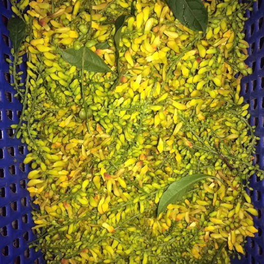 玉溪 黄花倒水莲鲜货/黄花倒水莲花新鲜采摘/