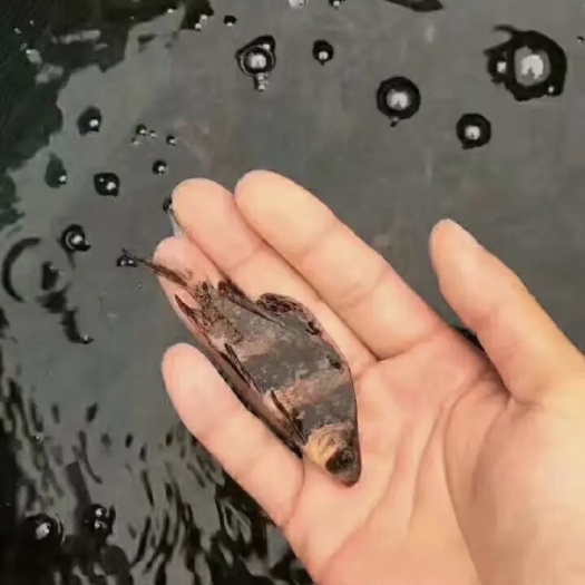 富顺县烟脂鱼苗，成活率高，