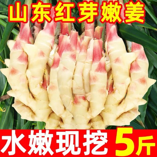 安丘市仔姜  山东红芽姜现挖新鲜子姜嫩姜芽姜泡醋姜保温箱发货