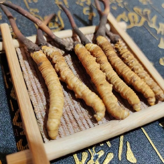 冬虫夏草  青海鲜草上市，价格平稳，欢迎新老客户预定。