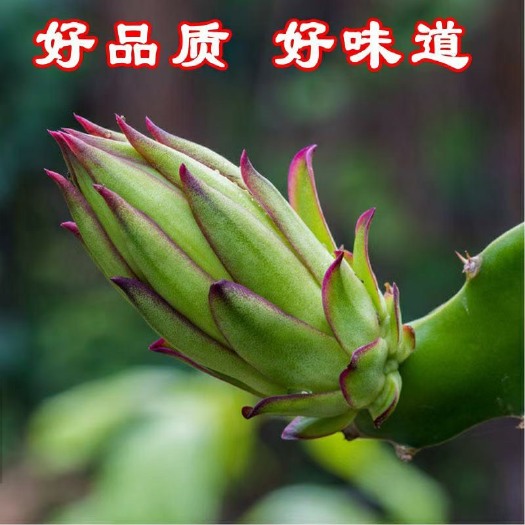 厦门大量供货霸王花大量供货霸王花大量供货霸王花