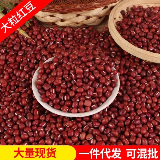 临沂批发大粒红豆 农家红小豆非赤小豆大红豆 五谷杂粮豆类50斤