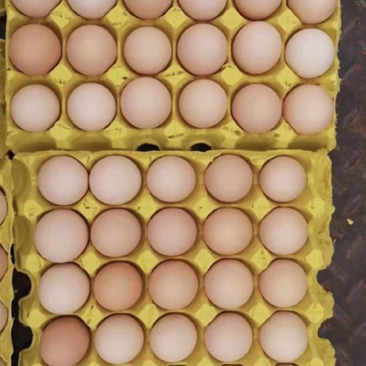 绵阳初生蛋  出售初产蛋180一件