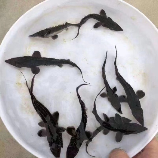 富顺县鱼苗  鲟鱼 抗病毒，保证成活率