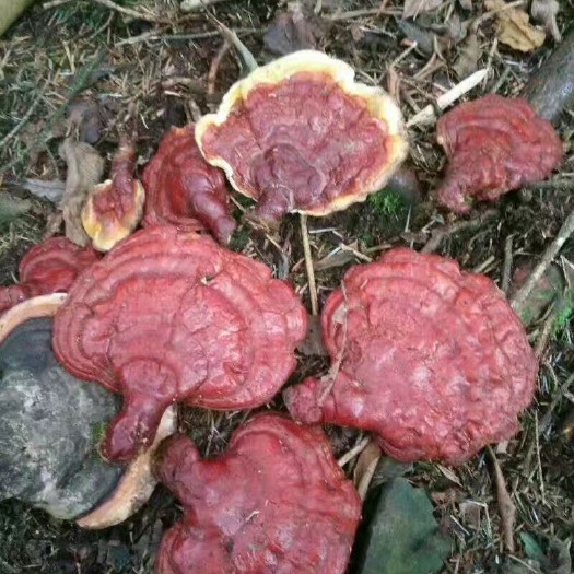 峨边县赤灵芝 灵芝有没有需要的老板