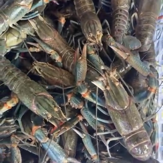 文昌市澳洲龙虾 澳洲淡水蓝龙虾
