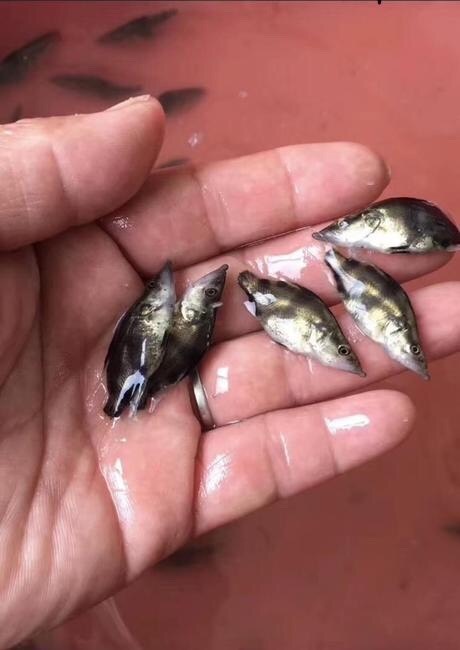 广州桂鱼苗  畅销产品:桂花鱼苗