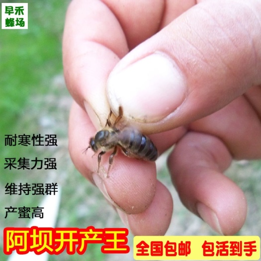 深圳中蜂王广东纯种双色黑美人活体种王台开产交尾阿坝高产王杂交蜜产