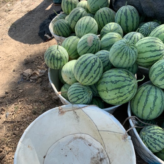 温岭市麒麟西瓜 专业麒麟瓜 8424西瓜 海塘瓜 本地专业办理