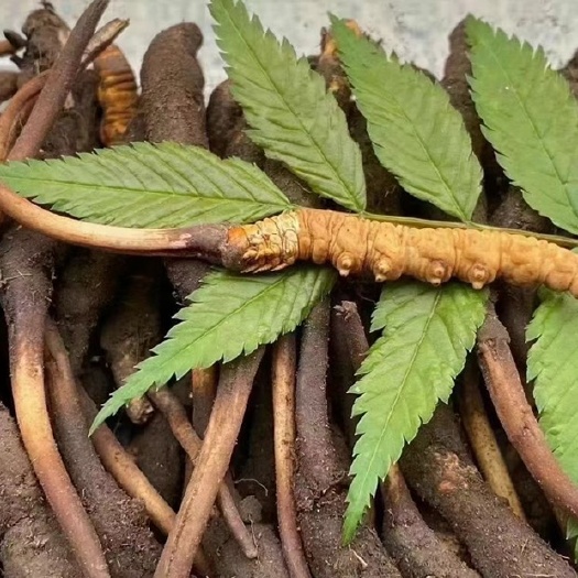 西宁 青藏草掌柜。新鲜冬虫夏草 果洛冬虫夏草产区直发