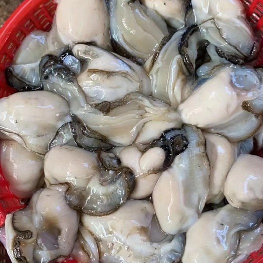 饶平县牡蛎  纯生蚝肉