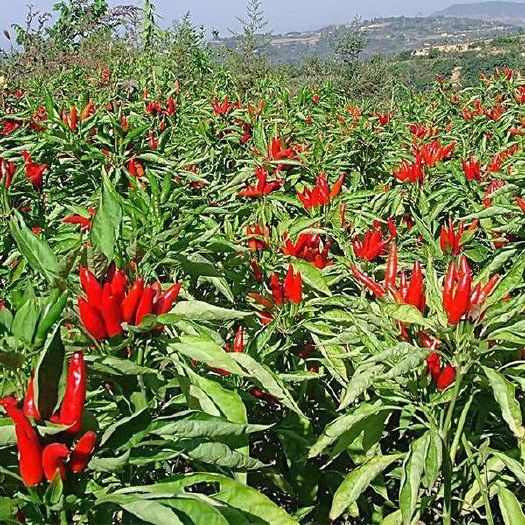 开平市大量小辣椒  指天椒朝天椒